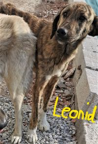 153Leonid