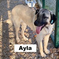 Ayla (4)