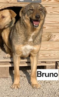 Bruno1