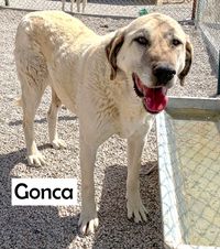 Gonca1