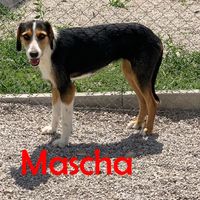 Mascha