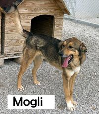 Mogli1